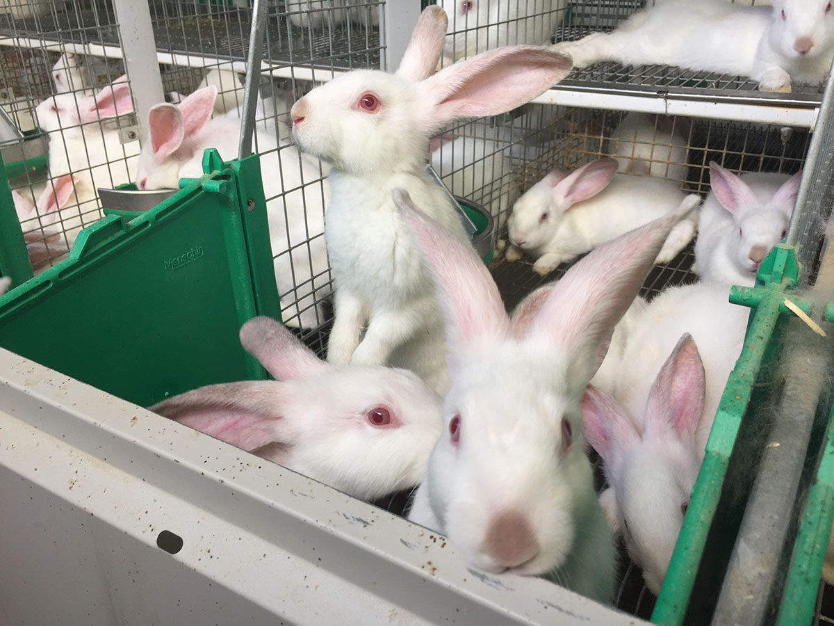 Linea mangimi per conigli